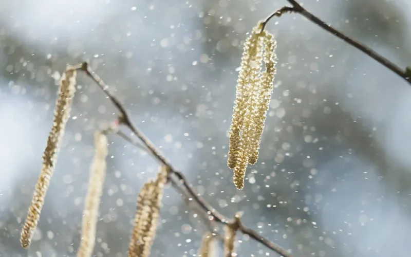 Breathless: How Climate Change is Making Pollen a Global Health Threat