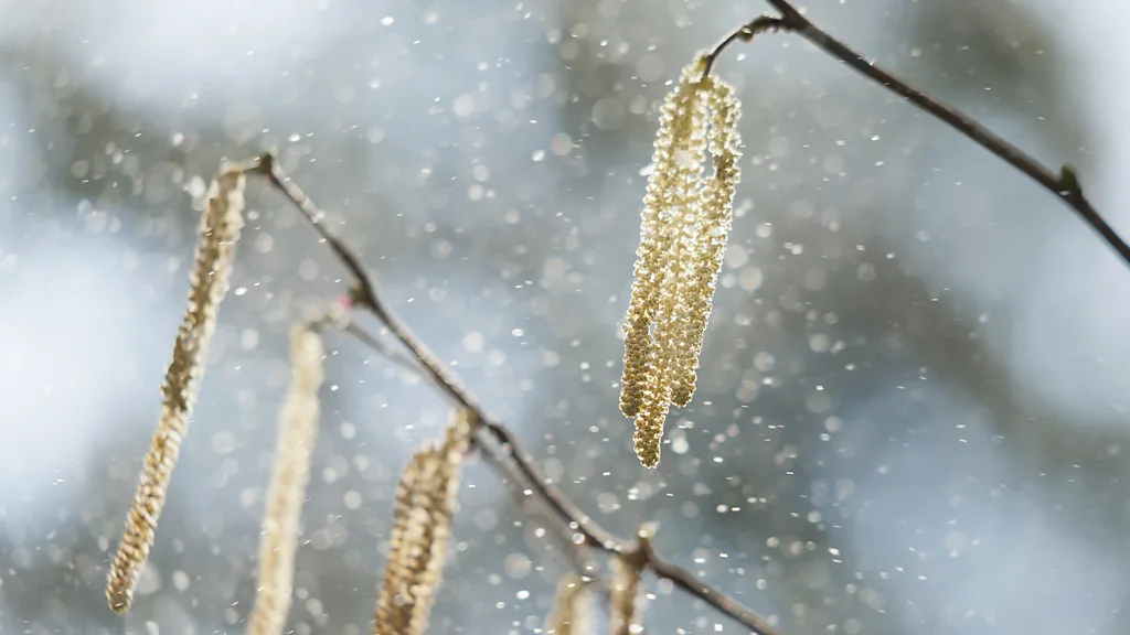 Breathless: How Climate Change is Making Pollen a Global Health Threat