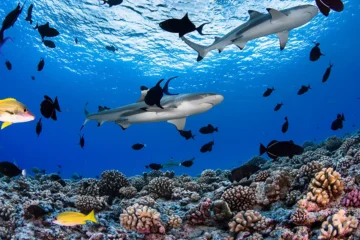 Redefining “Blue Tourism” in 2026: 6 Extraordinary Dive Destinations Under the Surface Global