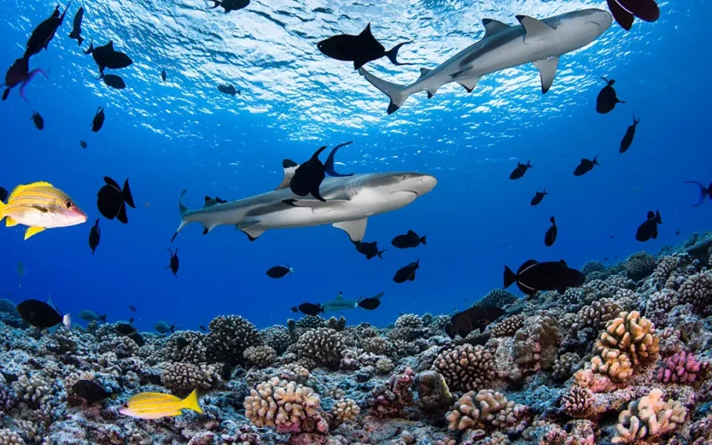 Redefining “Blue Tourism” in 2026: 6 Extraordinary Dive Destinations Under the Surface Global