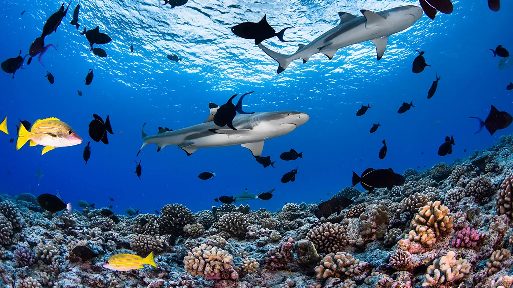 Redefining “Blue Tourism” in 2026: 6 Extraordinary Dive Destinations Under the Surface Global